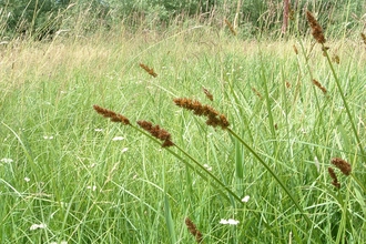 Wild grasses sale
